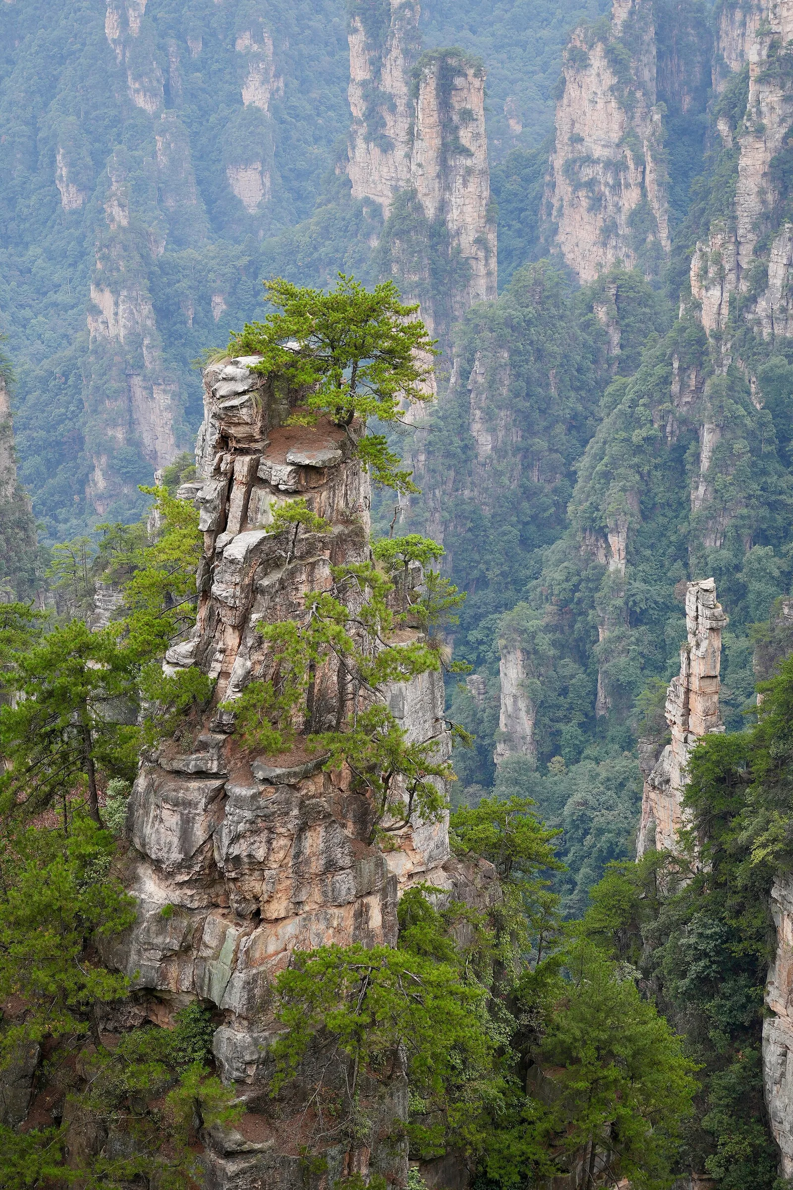 Sandstone pillars in Zhangjiajie