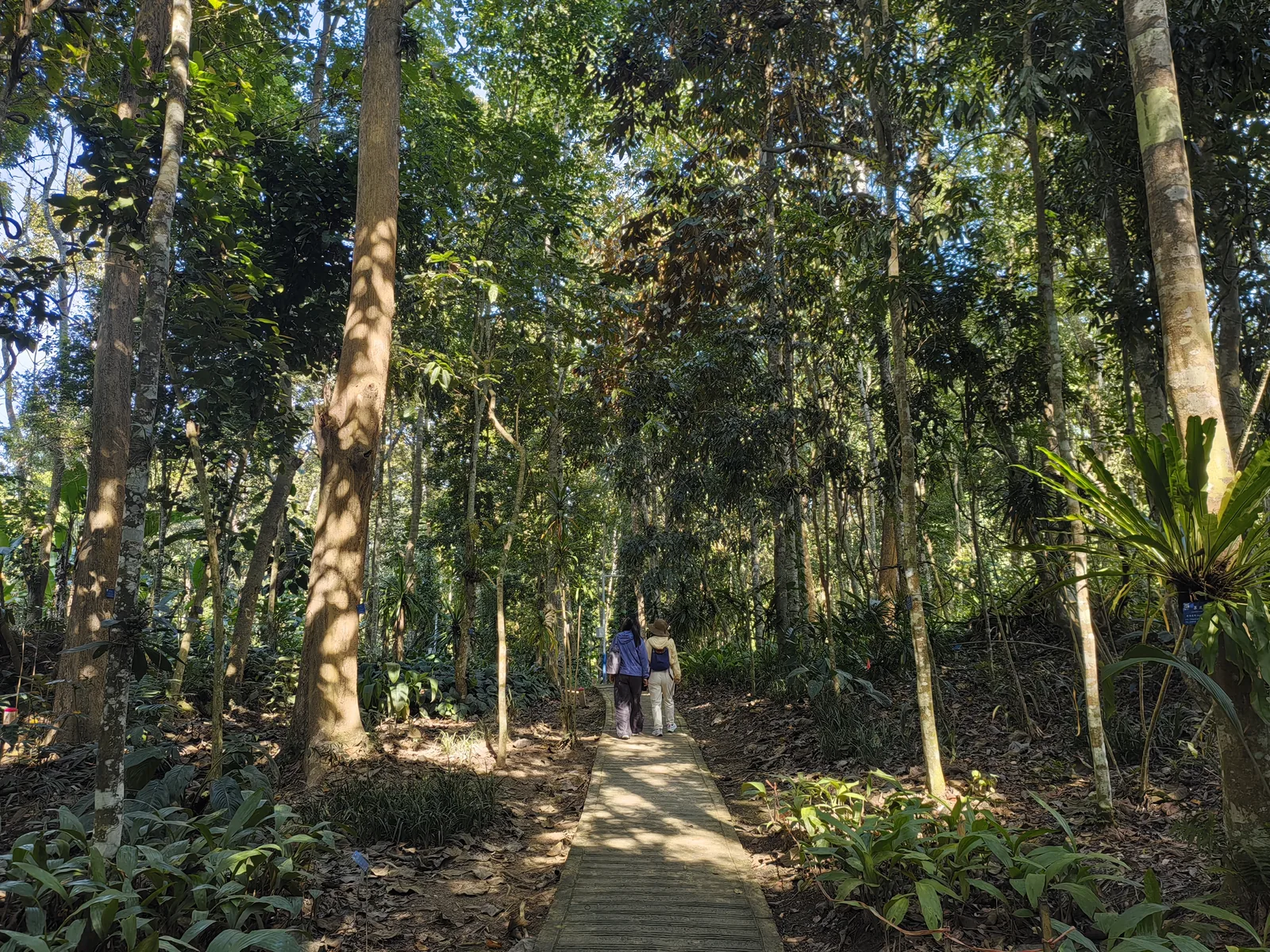 Tall trees in the tropical rainforest at Xishuangbanna Tropical Botanical Garden